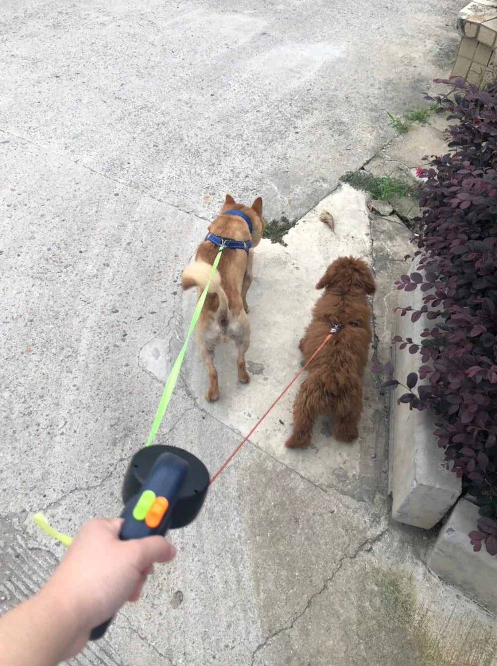 Cautious Retractable Dog Leash